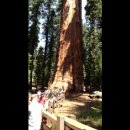 세코야국립공원의 세계에서 제일 큰 나무 이미지