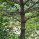 인제연가리오토캠핑장펜션 이미지