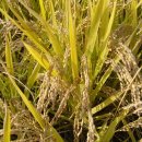 안골농원 이미지