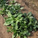 노적봉농장 이미지