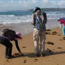 조개패거리 이미지