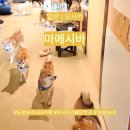 사이좋은쇼핑 | 일본 I 오사카 가볼만한곳 도톤보리 마메시바 카페 가격 예약 꿀팁 솔직 후기