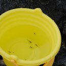 달리야드 이미지