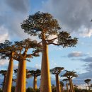 꿈꾸는 나무 도서관 이미지