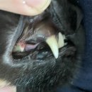 (주)피앤피 | 분당 고양이 스케일링 병원 찾기_P&amp;P 동물병원 방문 후기 (주차정보)