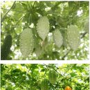 여주 [ Bitter gourd , 고과(苦瓜) , ニガウリ ] 이미지