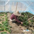 예찬농장 이미지