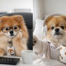 우리강아지 이미지