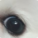 이모네 강아지 이미지