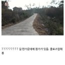 시골집을 지키는 맹견 2마리 포착 이미지