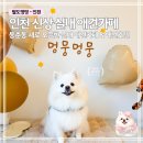 멍뭉 멍뭉 | 인천 신상 실내 애견카페 멍뭉멍뭉 방문 후기 | 강아지 뛰어놀기 좋은 공간