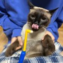 안심 1 하반경로당 | 고양이 치약 버박 오라틴 페스룸 등 성분 내돈내산 고양이 치석제거 잇몸 비교 후기