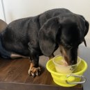 널독(NERDOG) 이미지
