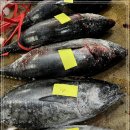 2월 21일(화) 목포는항구다 생선카페 판매생선[ 참다랑어(생물), 참가자미, 우럭, 참농어 ] 이미지
