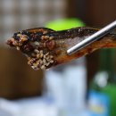 양덕 맛찬들왕소금구이 Daum카페