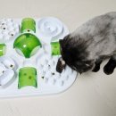 나산집 | [앙꼬 최애 고양이 간식] 조공 나산양유좋아해로 음수량 채우는 츄르탕 후기