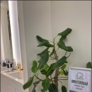 연세리더스치과의원 이미지