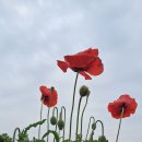 '위로하려 하지 않는~~,그와 함께 걸어주고 옆에 있어주려는 그대 모습이, 나에게 큰 위로였다'.권진아의 ＜위로＞일부.개양귀비 이미지