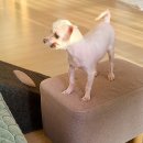 별이와콩이 이미지