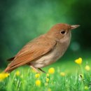 노고지리 이미지