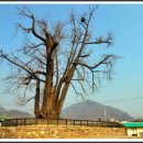 두곡리 은행나무 이미지