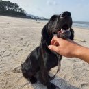 헬로동물병원 이미지