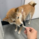 까까멍냐옹 수제간식 이미지