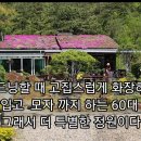 가드닝할 때 화장하는 60대 여자.. 정장 모자 장갑 까지.. 그래서 그녀의 정원이 더 특별하다.. 어떤 사연이 있는지 오늘 정원의 주 이미지