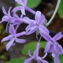 신전원일기 | 오늘저녁 신전원일기 야생초 화가 부부 공방 작업실 위치 정보 후기 사진 홈페이지 전화번호 주소