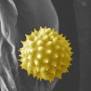 현미경으로 본 식물의 세계- 꽃가루 이미지