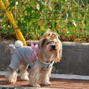 퍼피니스 이미지