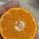 만다린 | 미국귤 만다린 후기 달콤한 귤 추천 보투아몽드