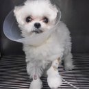 주동물병원 이미지