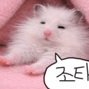 향남맛집 바다향왕코다리 이미지