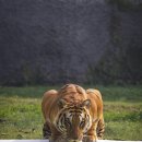 호랑이 이미지