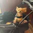 묵호식당맛집 | 묵호 감성맛집 애견동반 식당추천 '수희' 솔직 후기