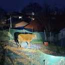 송해면-3 이미지