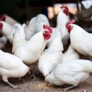 성은축산 이미지