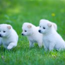 이동가축병원 이미지