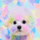 아우우(Aww) 네이버블로그