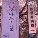 주정차115 | 춘천 벚꽃명소 부귀리벚꽃길 벚꽃축제 실시간 개화상황 후기