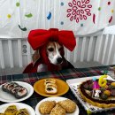 16살 실험비글 소백이를 보내고, 6번째 실험비글 구조 프로젝트를 준비하며 ... 이미지