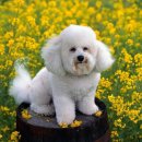 이쁜강아지 이미지