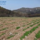 에이스목장 이미지