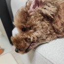 분당 피엘 동물피부클리닉 | 분당 동물병원 추천/피부전문 동물병원/ 분당 피엘 동물피부클리닉(염증성피부염)