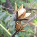 참죽나무 이미지