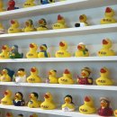 오리들1길 이미지