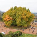 은행나무 이미지