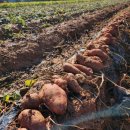 신현유치원 | [인천 강화도] 강화 신현농원 고구마수확체험🍠 강화 속노랑고구마 캐기 체험농장🍠🍠