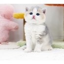 라온캣 잠실고양이분양 이미지